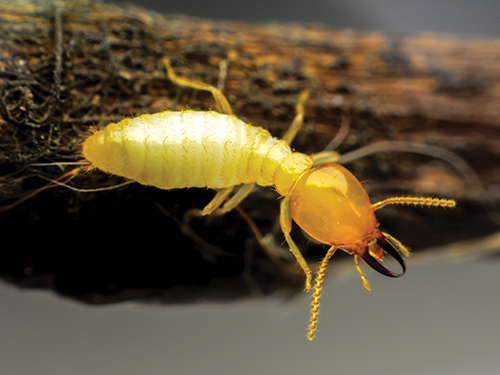 Insectes à larves xylophages